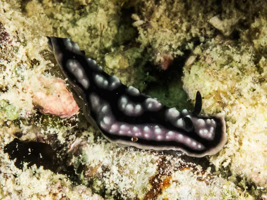 Phyllidiella pustulosa